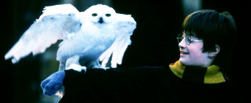 Hedwig et Harry, le début d'une longue amitié