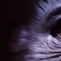 Agenda des sorties : Janvier 2013 Toutes les sorties du mois, en disque et en digital