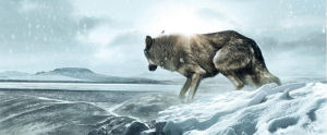Wolf Totem (James Horner) Horner danse avec le Dernier Loup