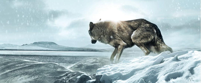 Wolf Totem (James Horner) Horner danse avec le Dernier Loup