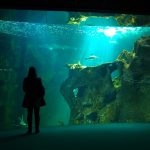 L'Aquarium da La Rochelle