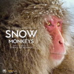 Snow Monkeys