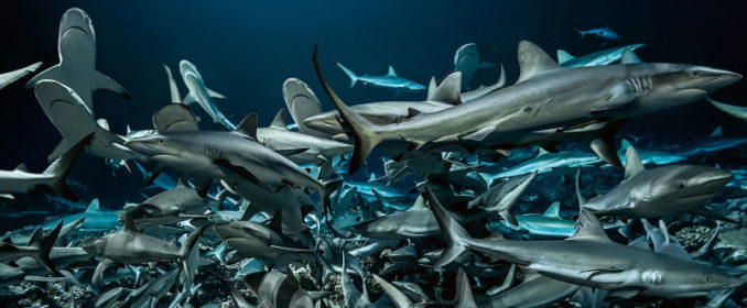 700 Requins dans la Nuit (Luc Marescot - 2019)