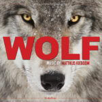 Wolf (Matthijs Kieboom) UnderScorama : Octobre 2022