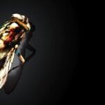 À l’image de… The Fly / The Fly II Un bref moment de musique avec Howard Shore & Christopher Young