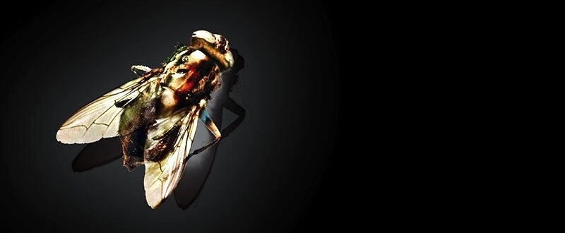 À l’image de… The Fly / The Fly II