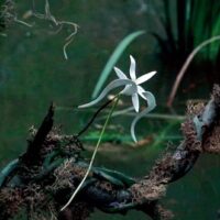 Adaptation (Carter Burwell) Le bonheur est une fleur qu'il faut cueillir